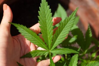Global Trends in Cannabis Legalization: Impacts on Economy, Tech, and Consumer Choices