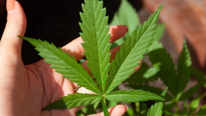 Global Trends in Cannabis Legalization: Impacts on Economy, Tech, and Consumer Choices