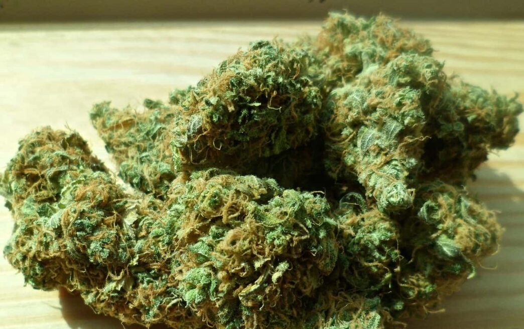 Exploring the Funk: The Science Behind Blue Cheese Weed Strain’s Unique Effects