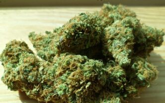 Exploring the Funk: The Science Behind Blue Cheese Weed Strain’s Unique Effects