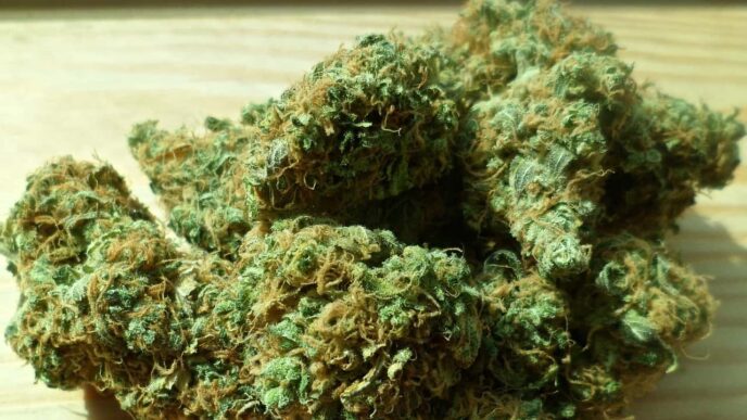 Exploring the Funk: The Science Behind Blue Cheese Weed Strain’s Unique Effects