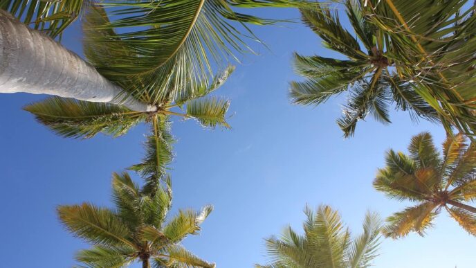 Exploring Punta Cana in 2024 by Sea: The Best Boat Rentals for Tourists