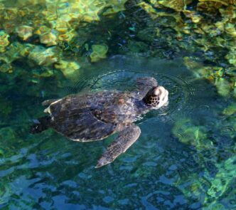 Steps Governments Can Take to Improve the Marine Environment