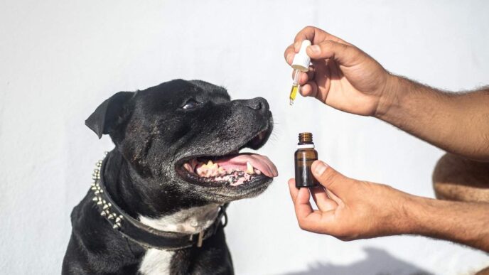 CBD Oils For Dog Ailments