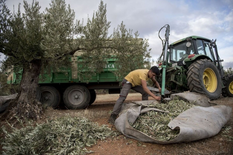 Spanish pride: The economic benefits of a lenient migration policy